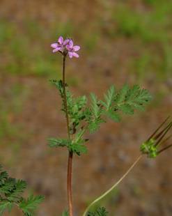 Erodium cicutarium plant