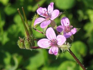 Ficheiro:Erodium cicutarium.jpg