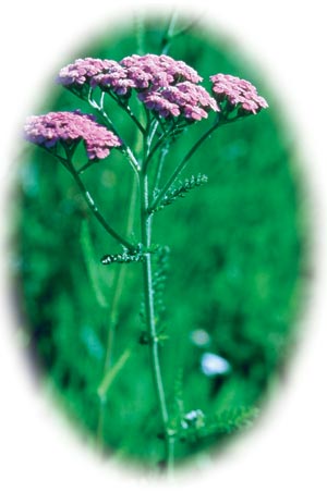 Pink Yarrow