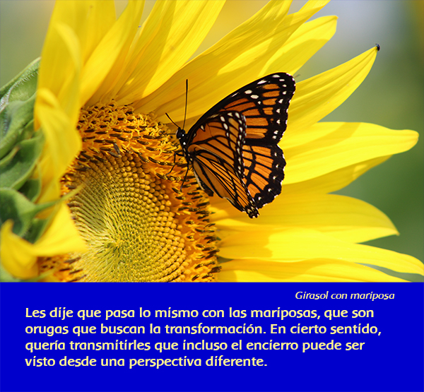 sunflower with butterfly