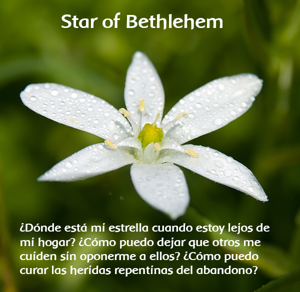 Star of Bethlehem
