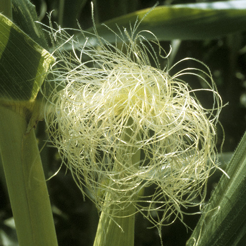 Corn