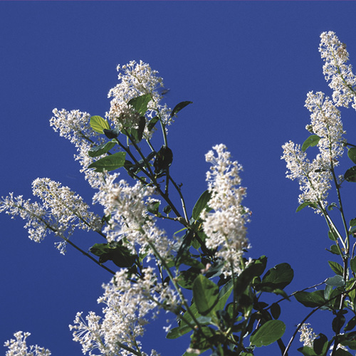 Deerbrush