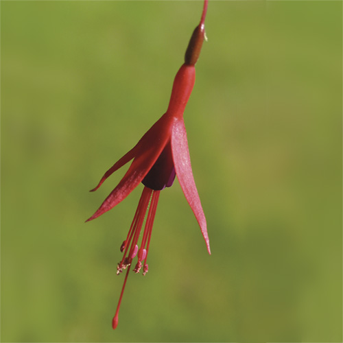 Fuchsia