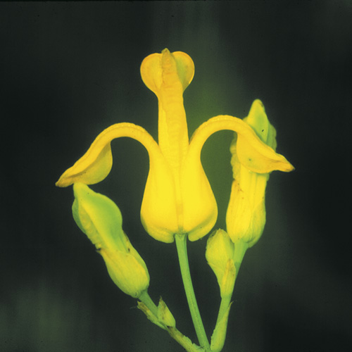 Golden Ear Drops