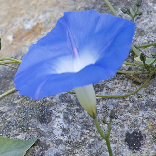 Morning Glory