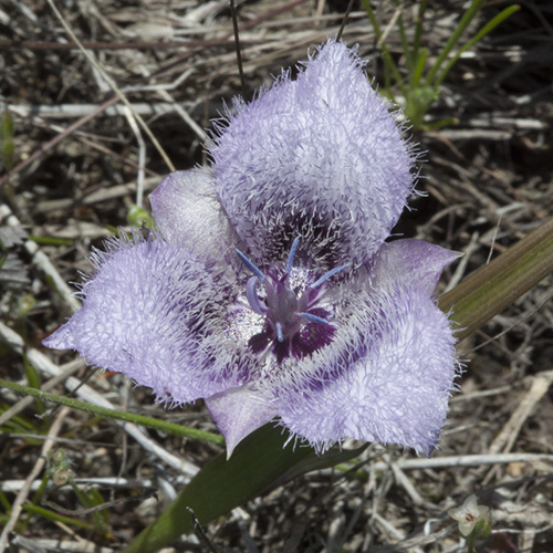 Star Tulip