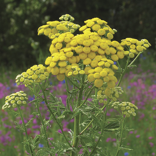 Tansy