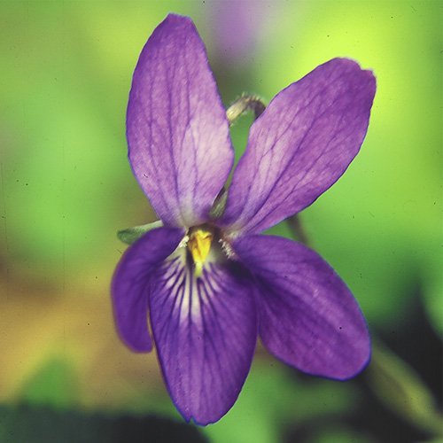 Violet