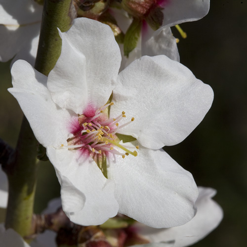 Almond
