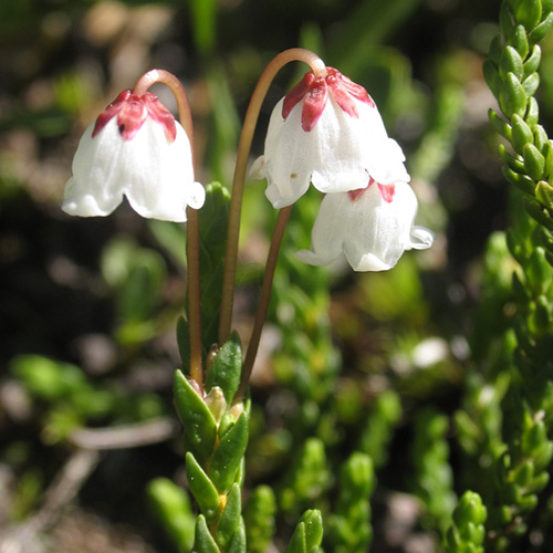 Cassiope