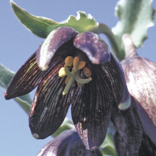 Chocolate Lily