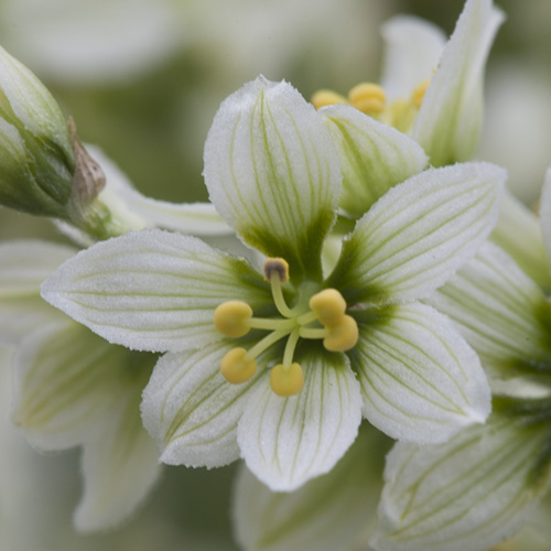 Corn Lily