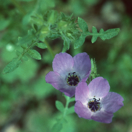 Fiesta Flower