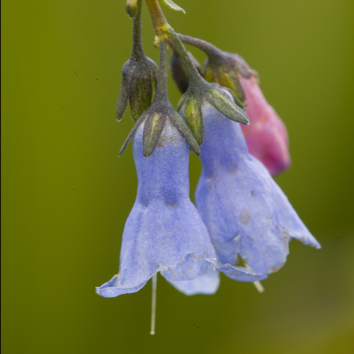 Lungwort