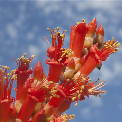 Ocotillo