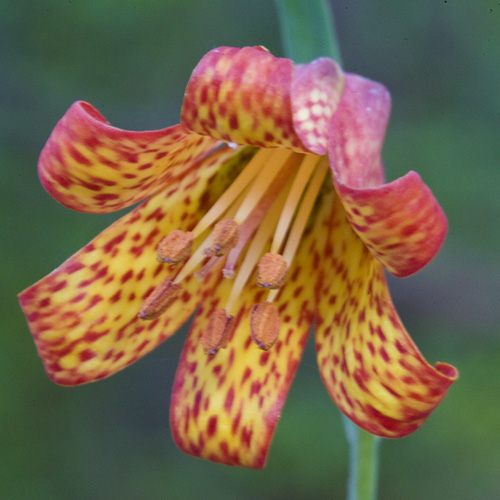 Scarlet Frittilary