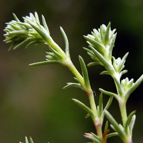 Scleranthus