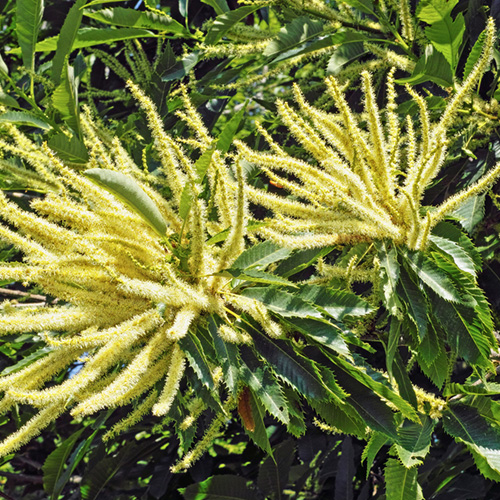 Sweet Chestnut