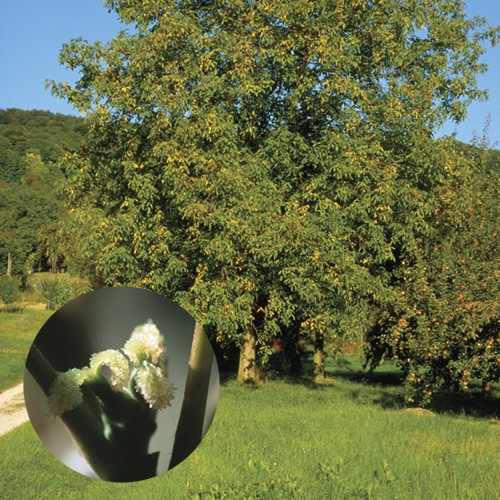 Walnut