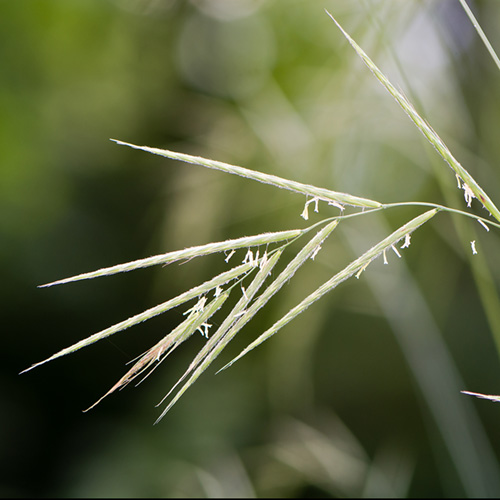 Wild Oat