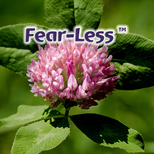 Fear-Less
