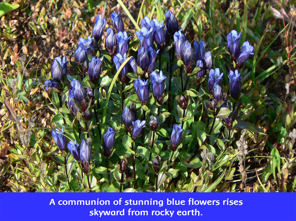 group of Explorer's Gentian flowers